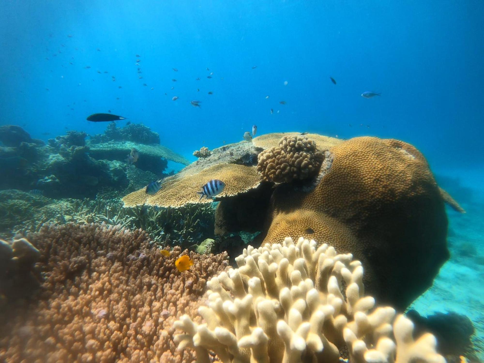 Natuna Dive Resort Ranai Dış mekan fotoğraf